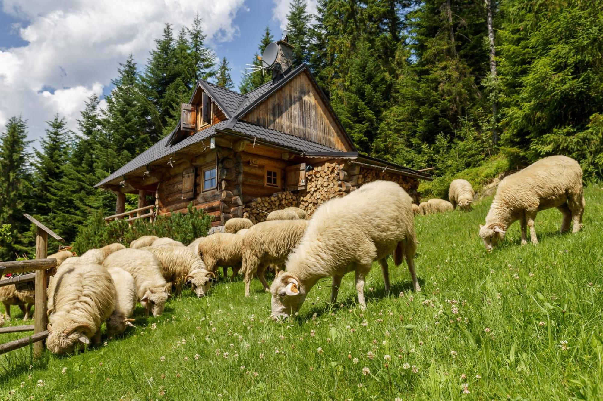Lesna Bacowka Villa Nowy Targ Eksteriør billede
